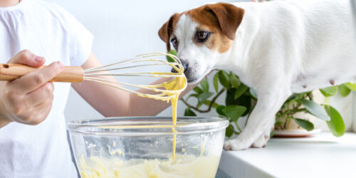 5 Simple Homemade Dog Food Recipes