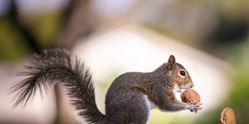 Effective Ways to Get Rid of Squirrels