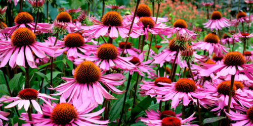 10 Popular Perennials to Brighten up a Garden