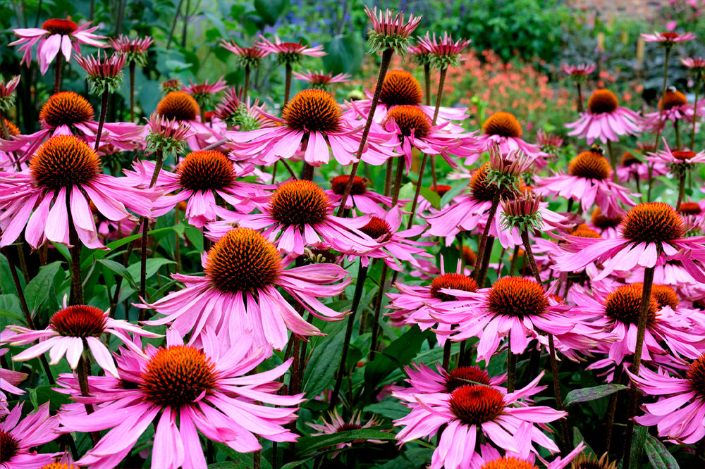 10 Popular Perennials to Brighten up a Garden