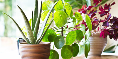 5 Best Air-Purifying Indoor Plants