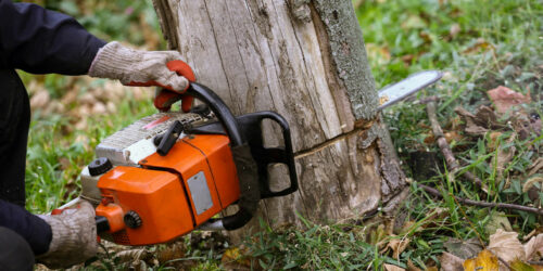 6 Reasons to Choose Tree Removal Services