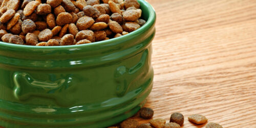 How to Choose the Best Dry Food for Dogs