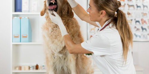 Helpful Home Remedies to Relieve Pain in Dogs