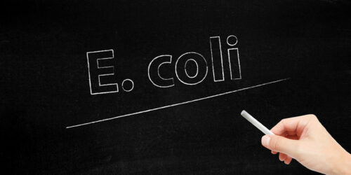 Things to Know About E. Coli Infections and UTI