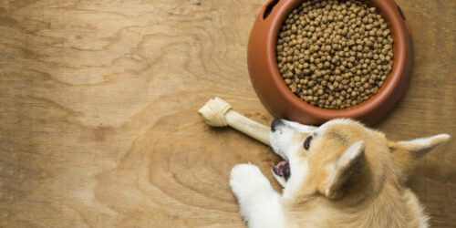 3 best dog foods for sensitive stomach