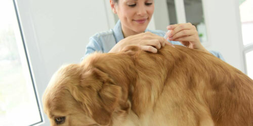 3 effective flea and tick treatments for your dog