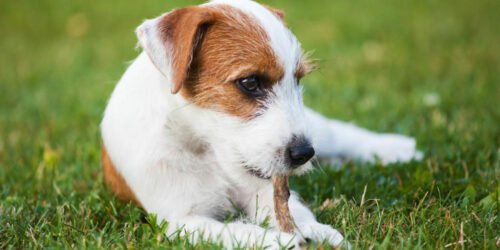 3 popular dog DNA test kits that yield accurate results