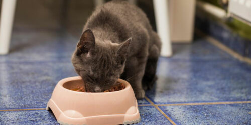 3 things to keep in mind while choosing cat food