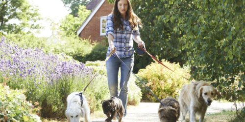 7 Things to Look for in a Dog Walker