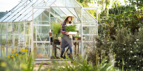 7 tips for the beginner greenhouse gardener