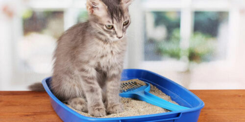 4 effective tips to choose the right cat litter box