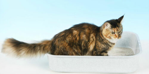 4 handy tips to clean your cat’s litter box