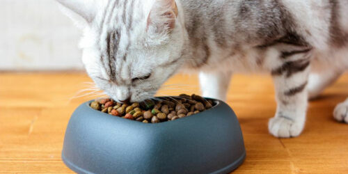 4 popular dry cat food brands for your beloved cat