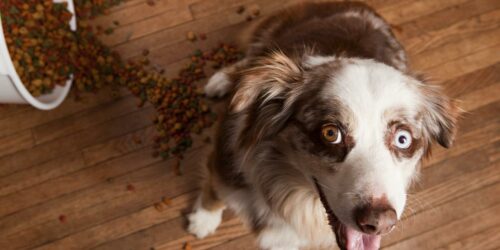 5 Best Premium Dog Foods For Your Puppy