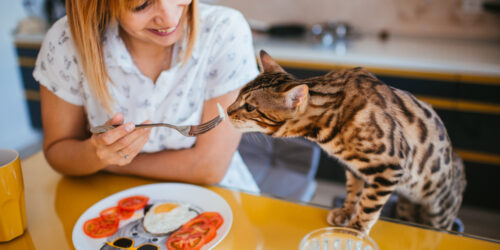 5 Popular Cat Foods to Choose From