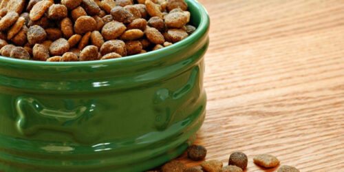 5 best dog foods that are great for your allergic pet