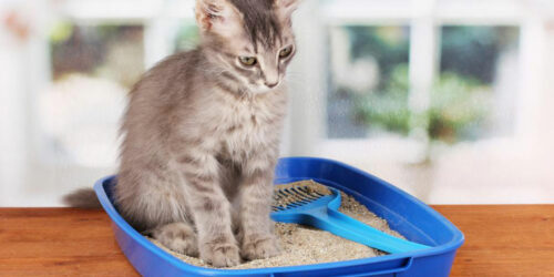 5 different types of cat litter for your feline partner