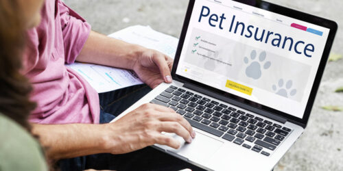 5 factors to consider before getting pet insurance