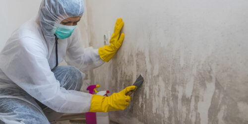 5 facts to know about mold before hiring a mold removal expert