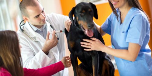 5 heartworm prevention medicines for dogs