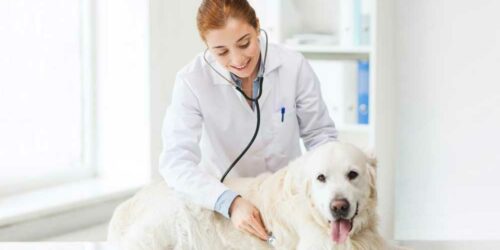 5 reasons you need to have pet insurance