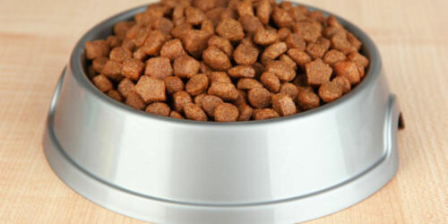 5 scrumptious weight-loss dog foods for your overweight canine