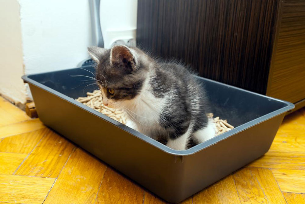 5 tips to choose the correct cat litter