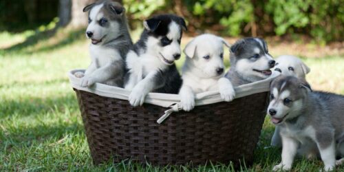 6 Reasons why you should adopt puppies