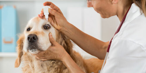 Common allergies in pets and ways to treat them