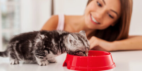 Choosing the Right Ingredients for the Best Dry Cat Food