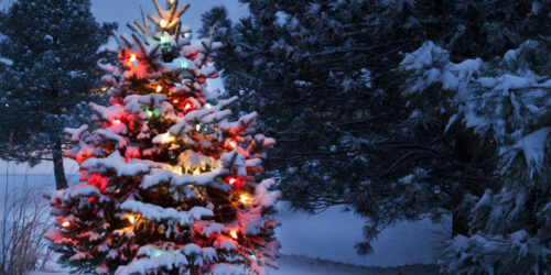 Christmas trees &#8211; A holiday tradition for centuries