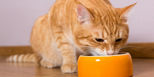 A Buying Guide for Cat Food