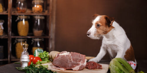 A Guide To The Best Premium Dog Food