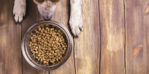 A Guide to Choosing the Best Dog Food