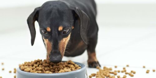 All About Dog Food