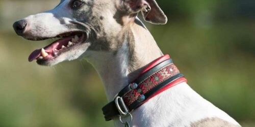 Are GPS Collars for Dogs Really Useful