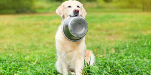 Boost Your Canine’S Diet With Healthy Dog Food