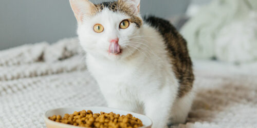 Benefits of wet and dry cat foods