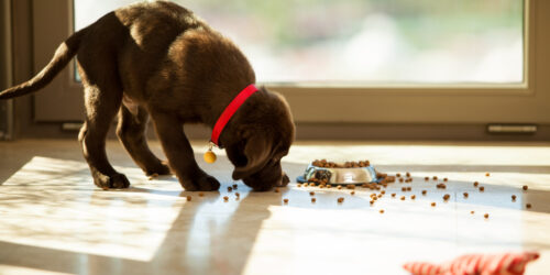 Best Dog Foods to Prevent Health Risks