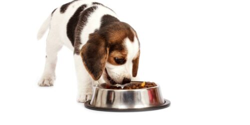 Best online websites to buy dog foods