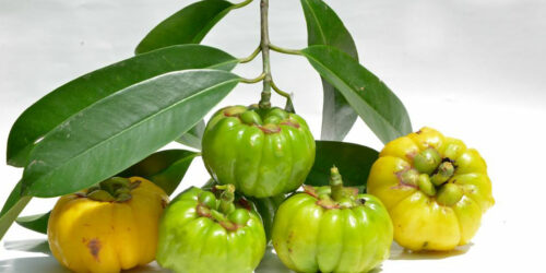 Getting an insight on Garcinia Cambogia