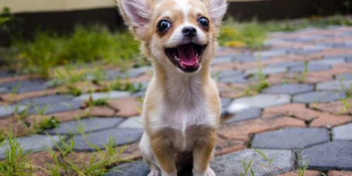 Eight Interesting Facts About Chihuahuas