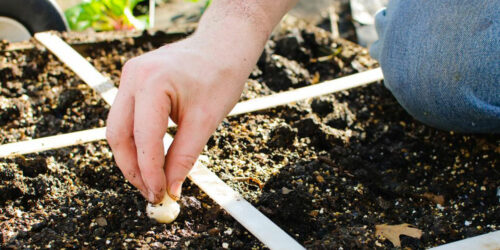 Essential tools to make gardening easy and effective