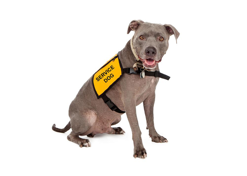 Everything you need to know about getting a service dog certification