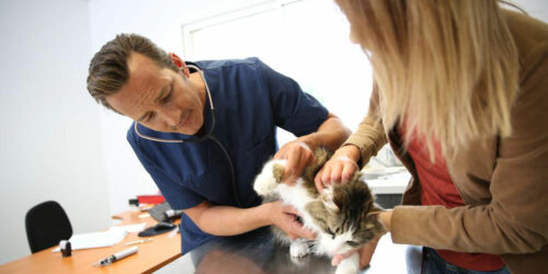 Four best flea treatments available for cats