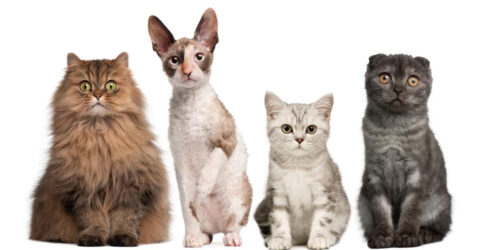 Four cat breeds you must consider bringing home