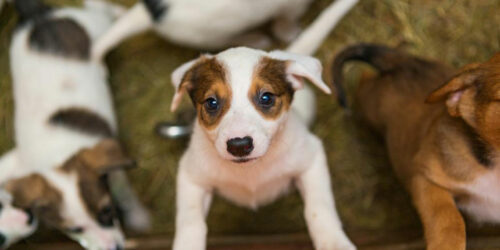 Factors to consider before adopting puppies