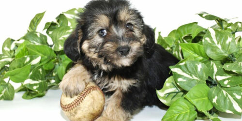 Facts you didn&#8217;t know about Morkie puppies