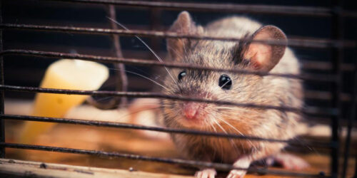 Five questions to ask before you hire a rodent pest control expert